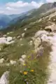 Alpine tundra in the Alps