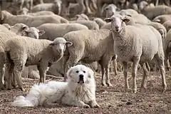 One example for Feature : Animals