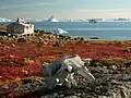 Tundra in Greenland