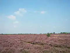 One example for Feature : Vegetation