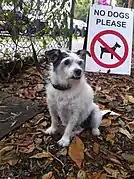 dog=no