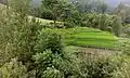 Village greenery