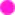 point rose