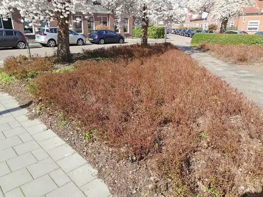 natural=shrubberyshrubbery:density=medium