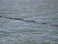 Épis submergés