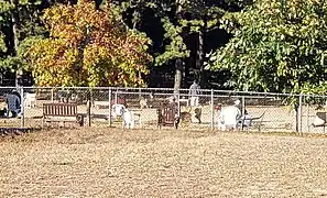 WDog park within the park