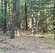 Foot path