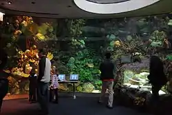 Part of the Wild Reef exhibit at Shedd Aquarium in Chicago.
