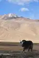 Yak in Bulunkul
