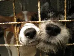 Two cute dogs in a cage Two cute dogs in a cage