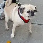 A pug A pug