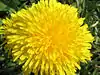 Dandelion 2007.jpg