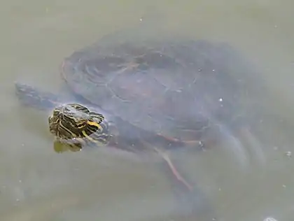 A Painted Turtle