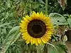 Sonnenblume full resolution.jpg